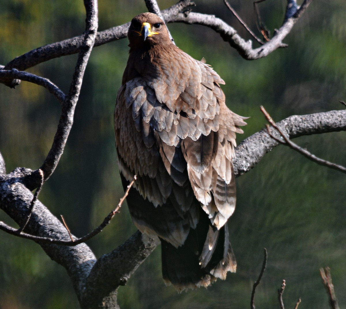 Steppe Eagle - ML640689228