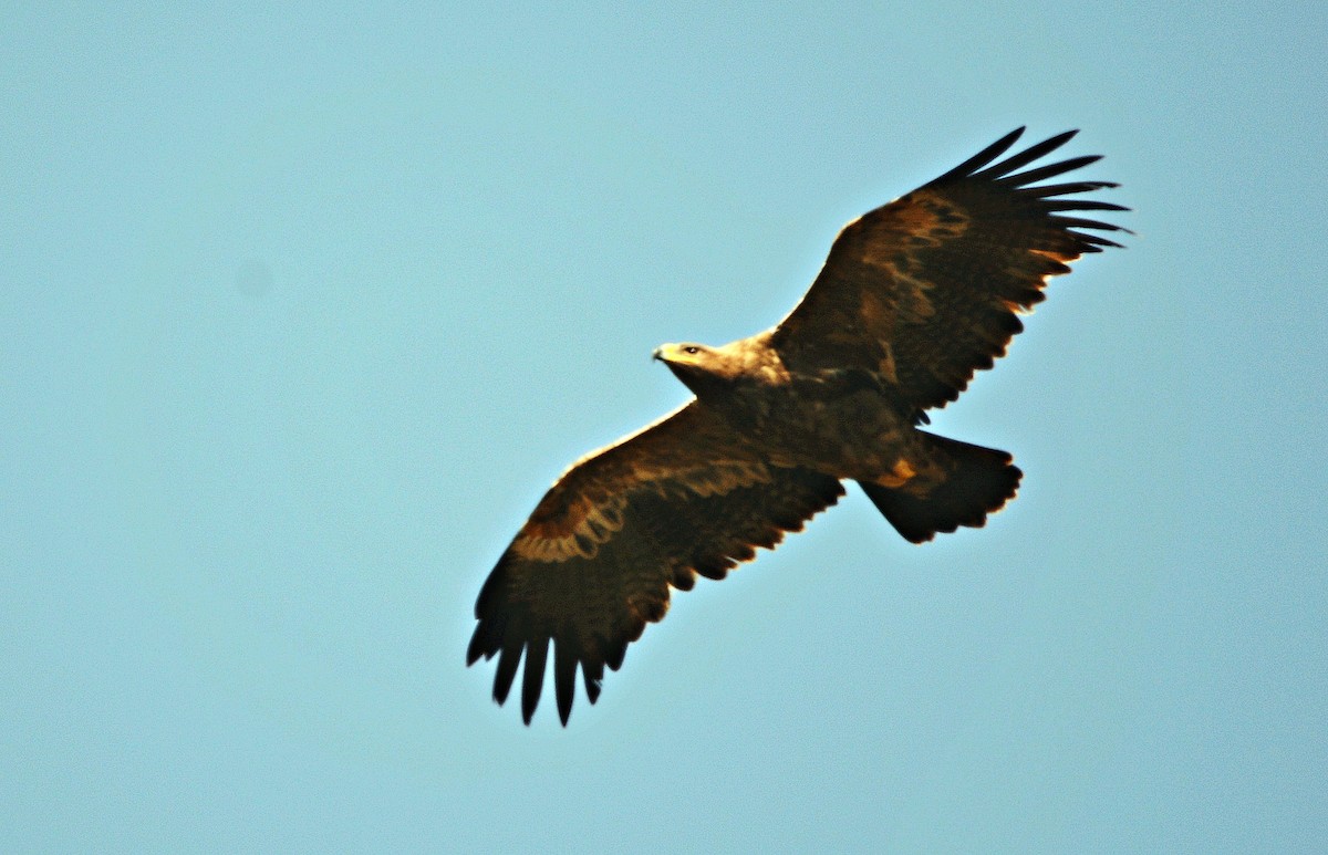 Steppe Eagle - ML640689229