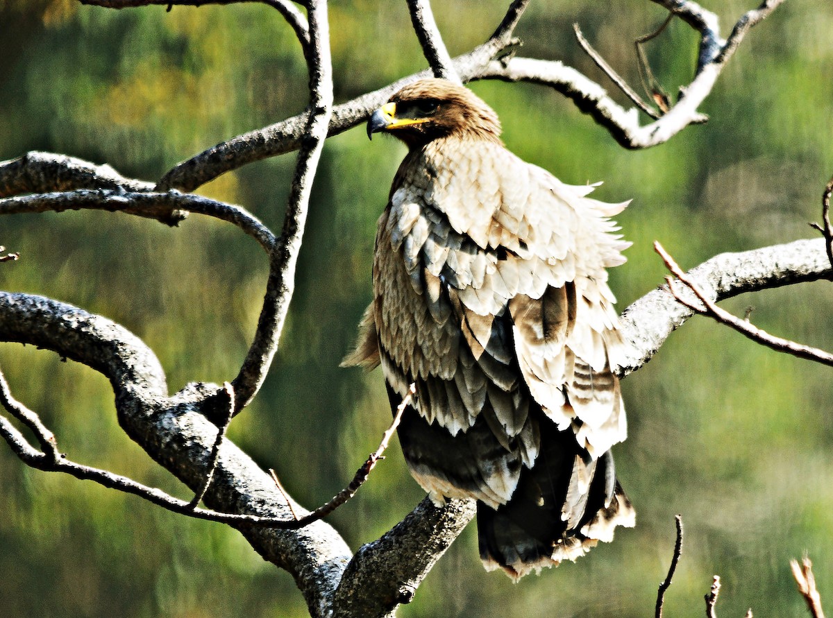 Steppe Eagle - ML640689230
