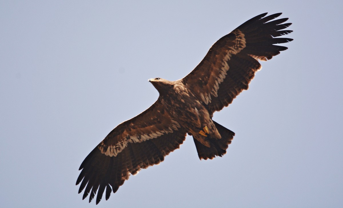 Steppe Eagle - ML640689231