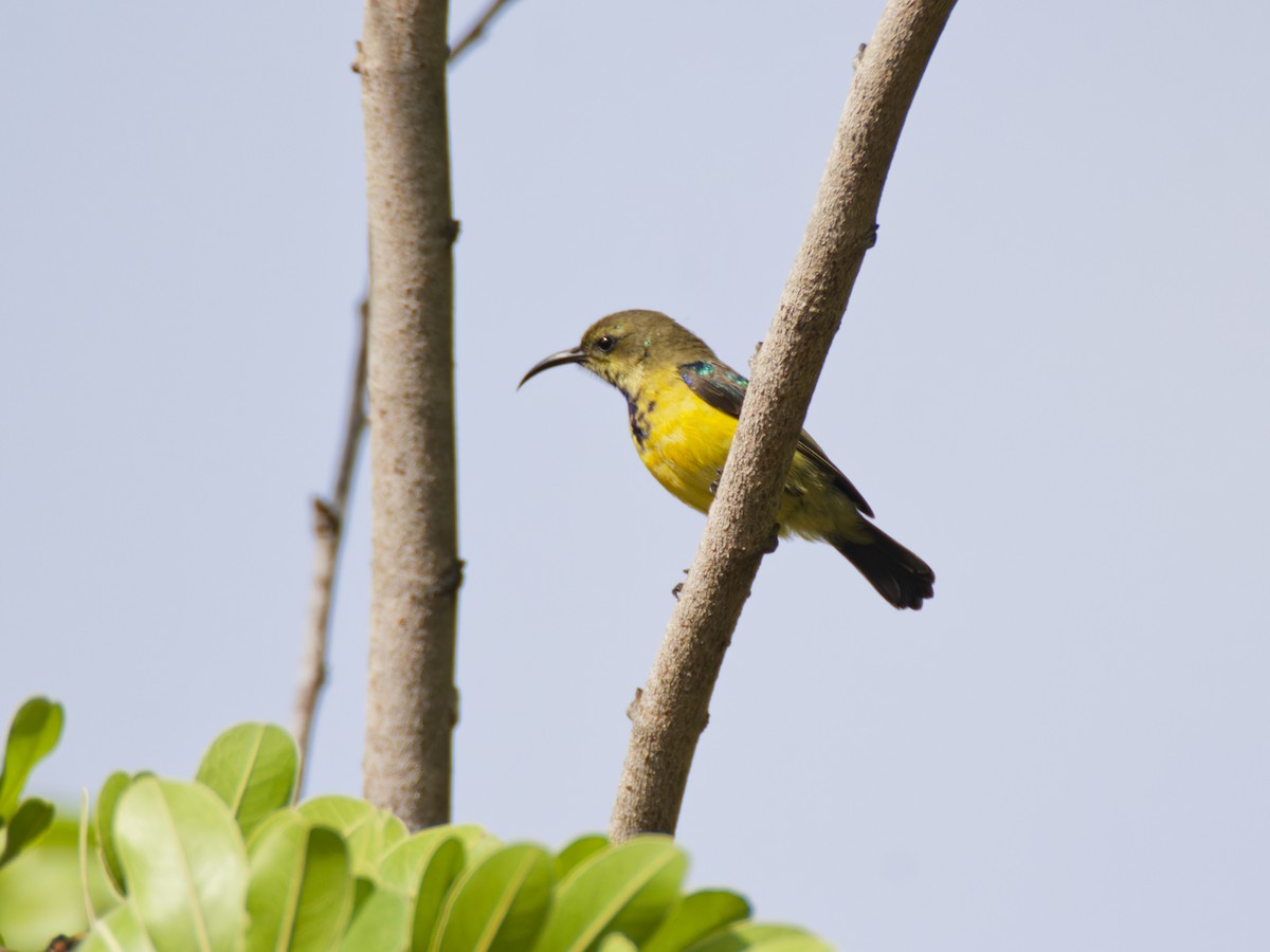 Collared Sunbird - ML640689239
