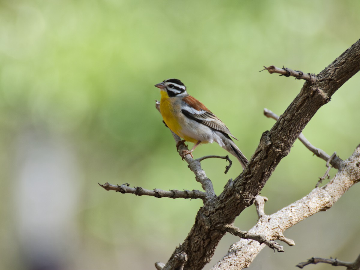 Golden-breasted Bunting - ML640689240