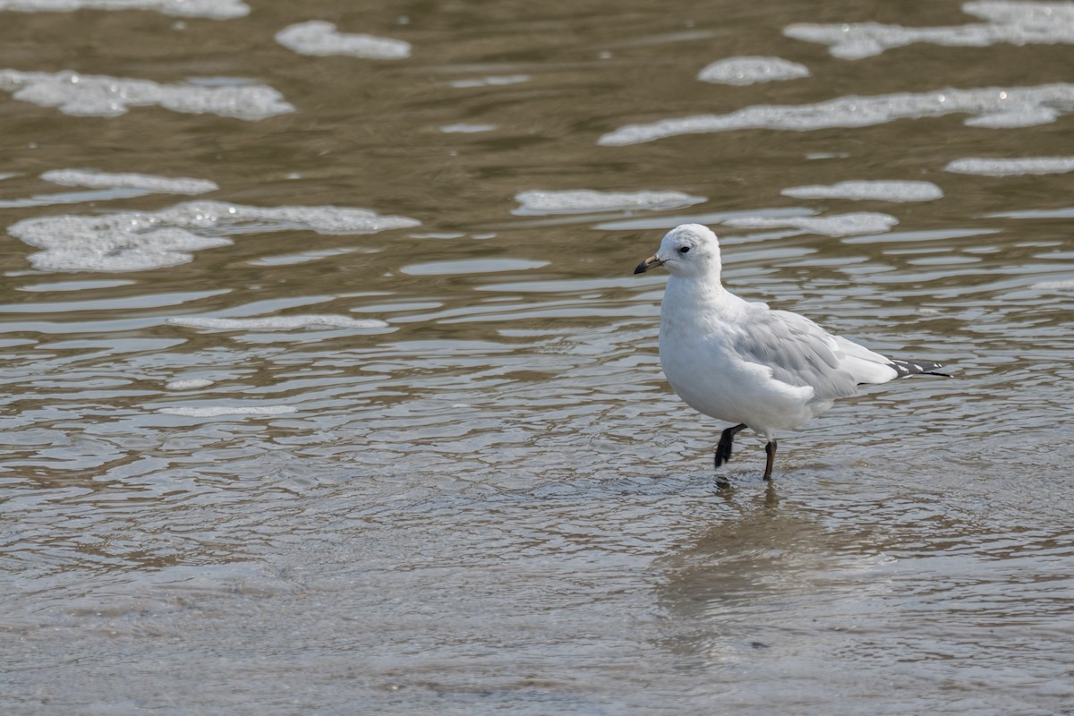 Mouette relique - ML640689259