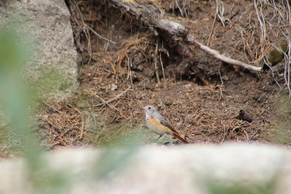Common Redstart - ML640689265