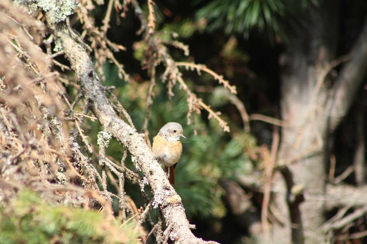 Common Redstart - ML640689277