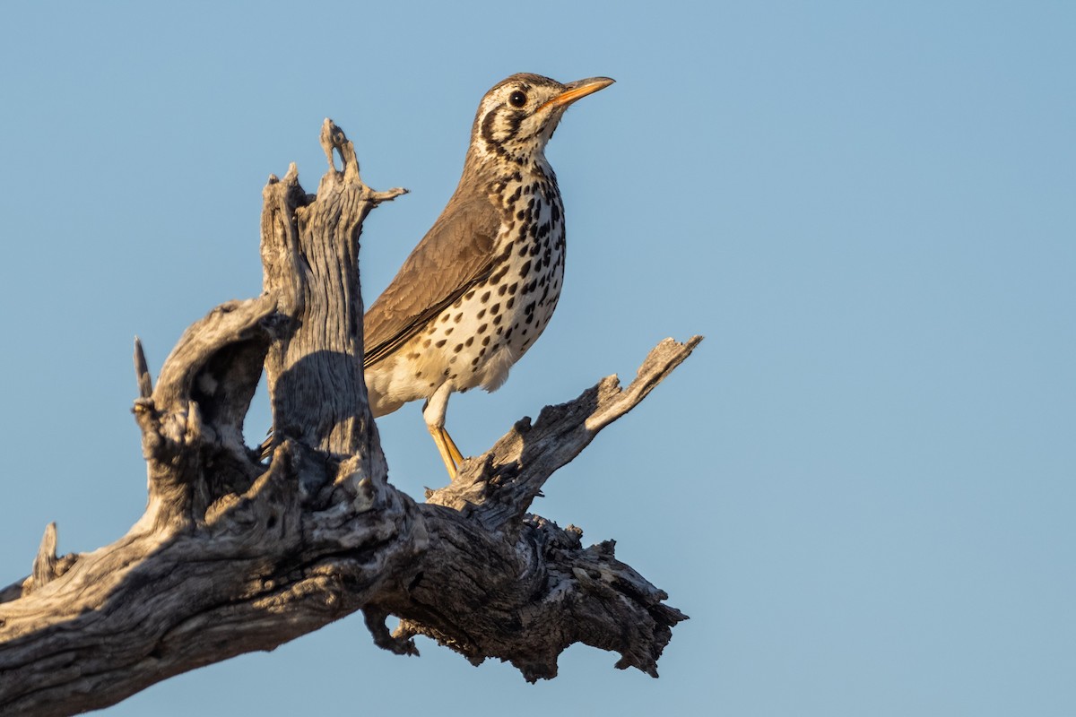 Groundscraper Thrush - ML640689286