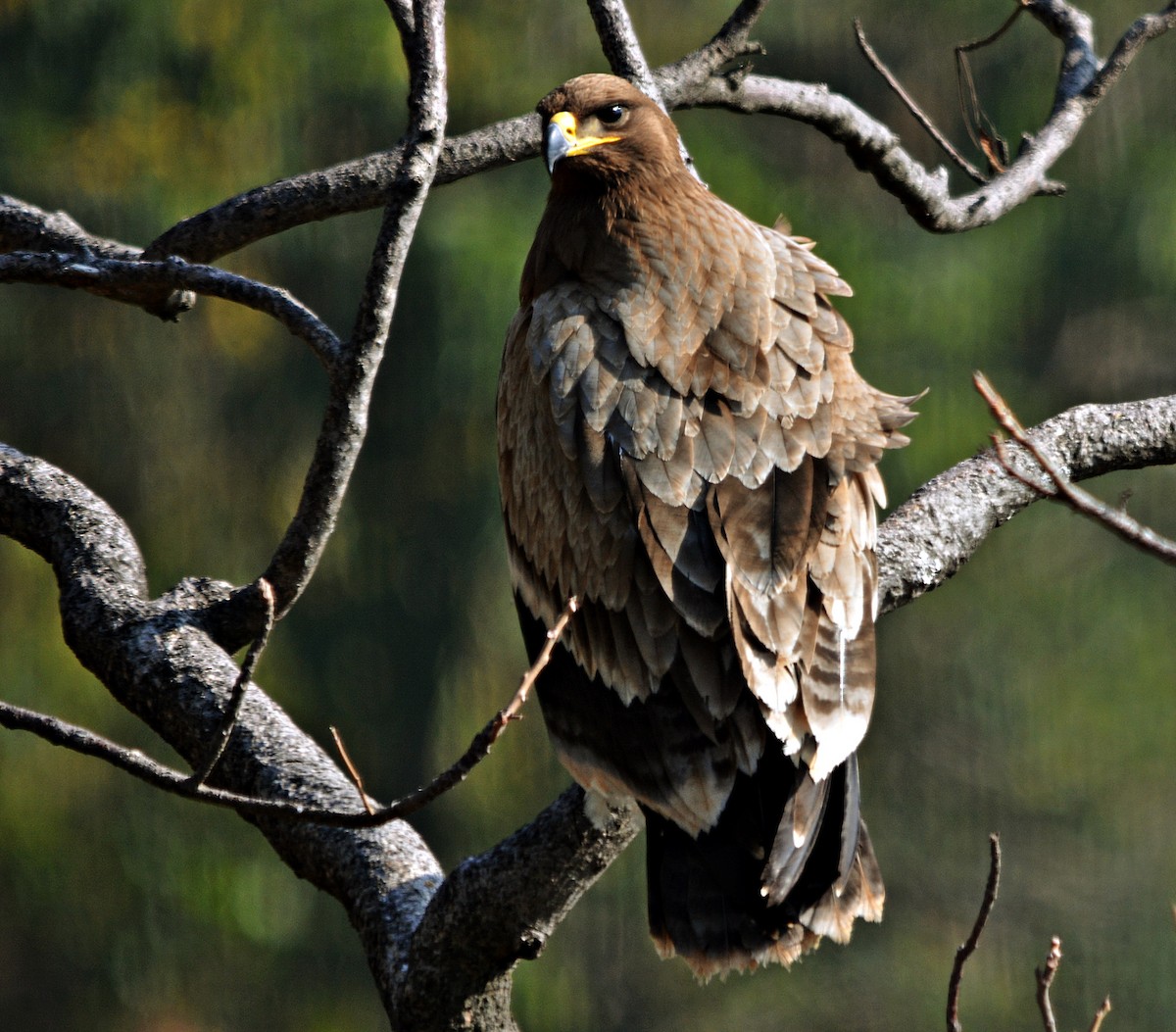 Steppe Eagle - ML640689289