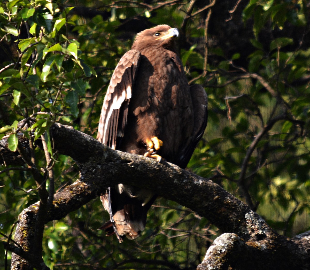 Steppe Eagle - ML640689300