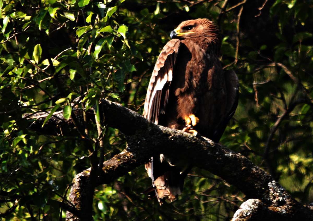 Steppe Eagle - ML640689301