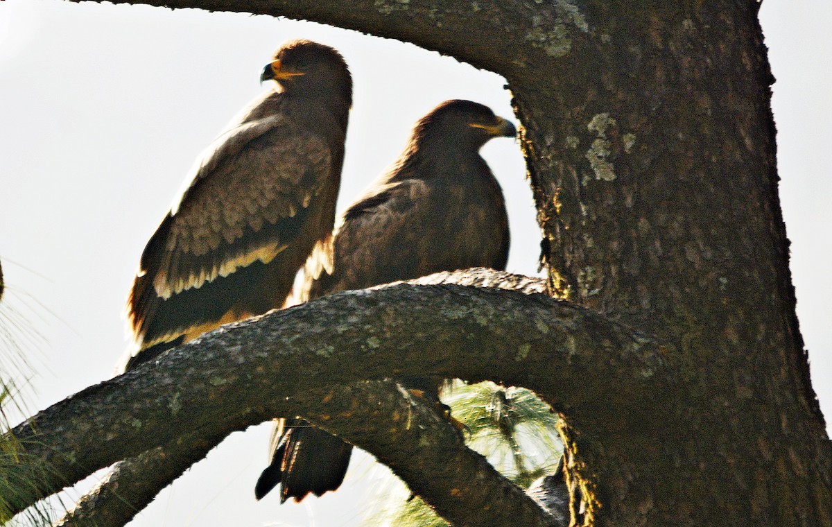 Steppe Eagle - ML640689302