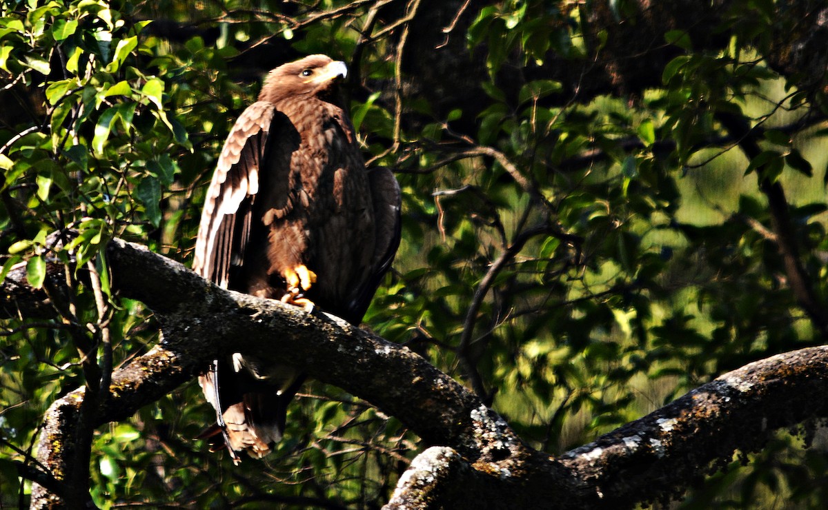 Steppe Eagle - ML640689303