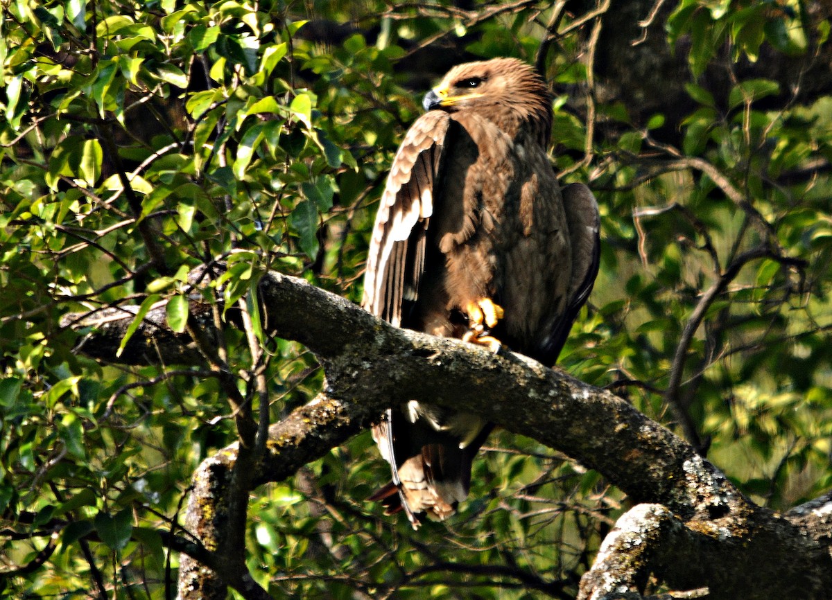 Steppe Eagle - ML640689304