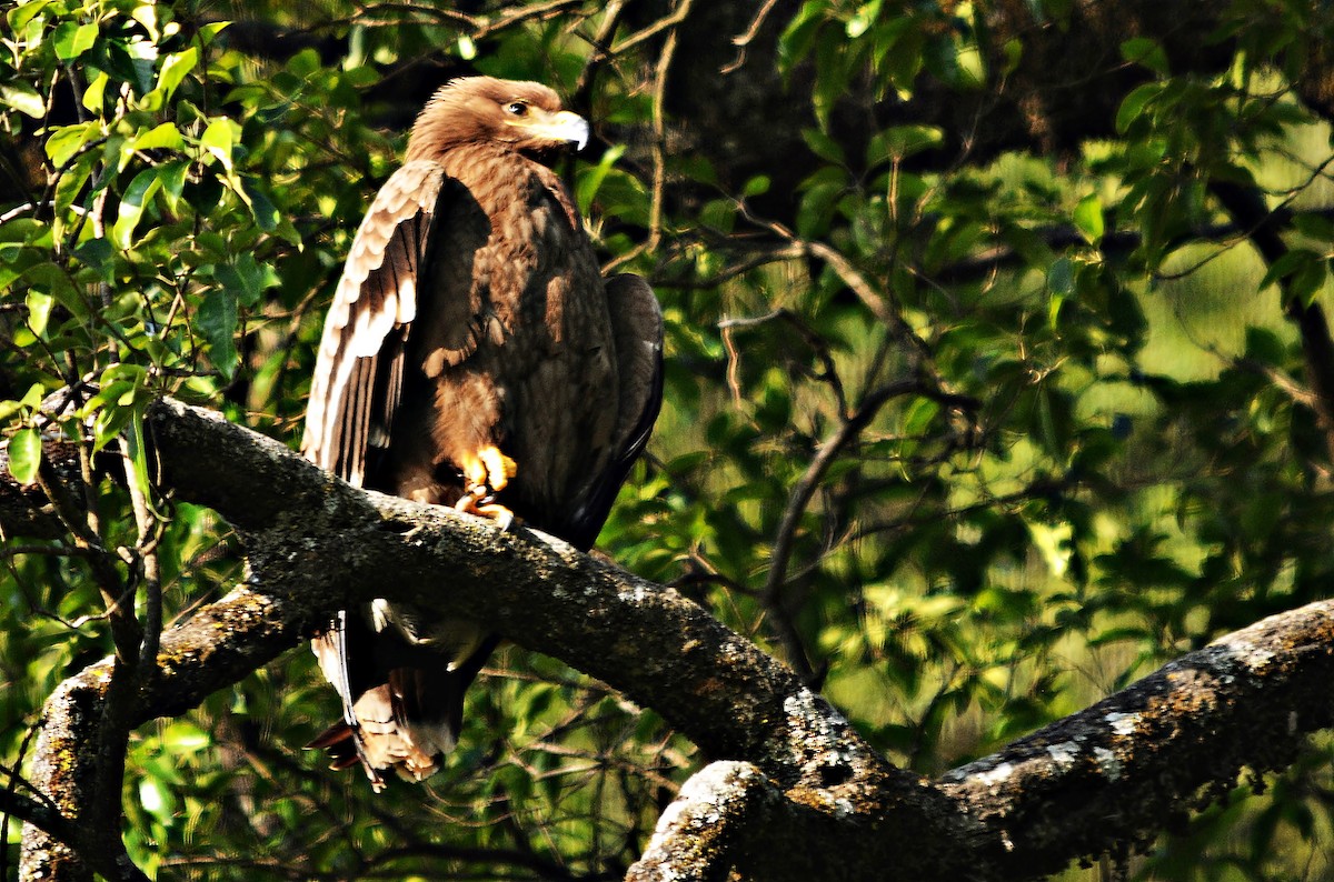Steppe Eagle - ML640689305
