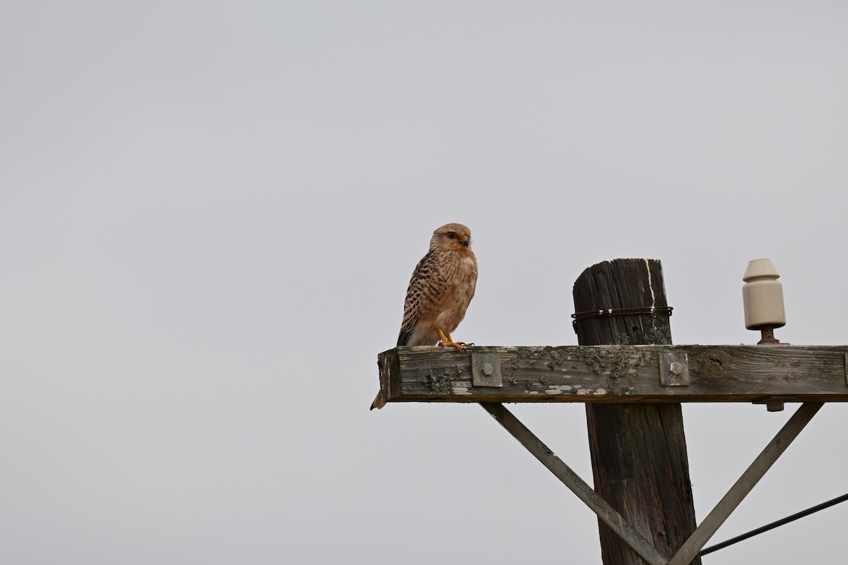 Greater Kestrel - ML640689335
