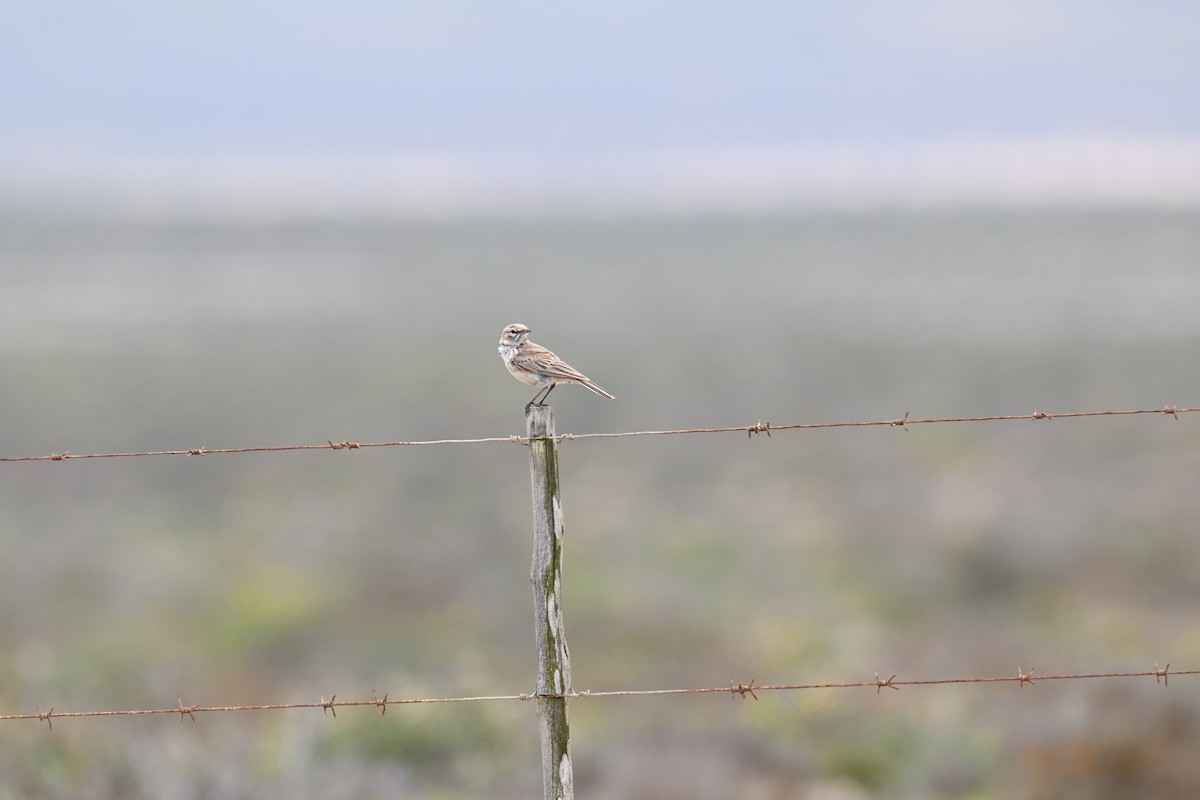 Dune Lark - ML640689357