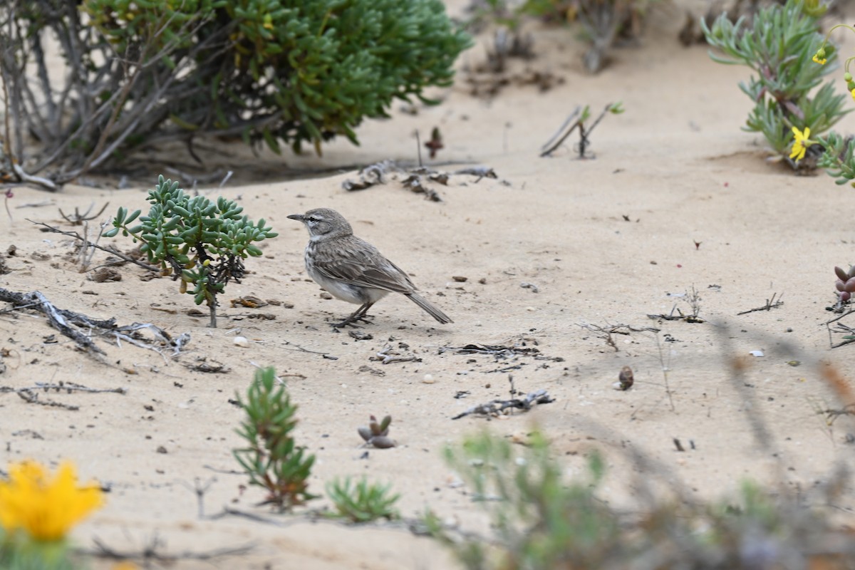 Dune Lark - ML640689358