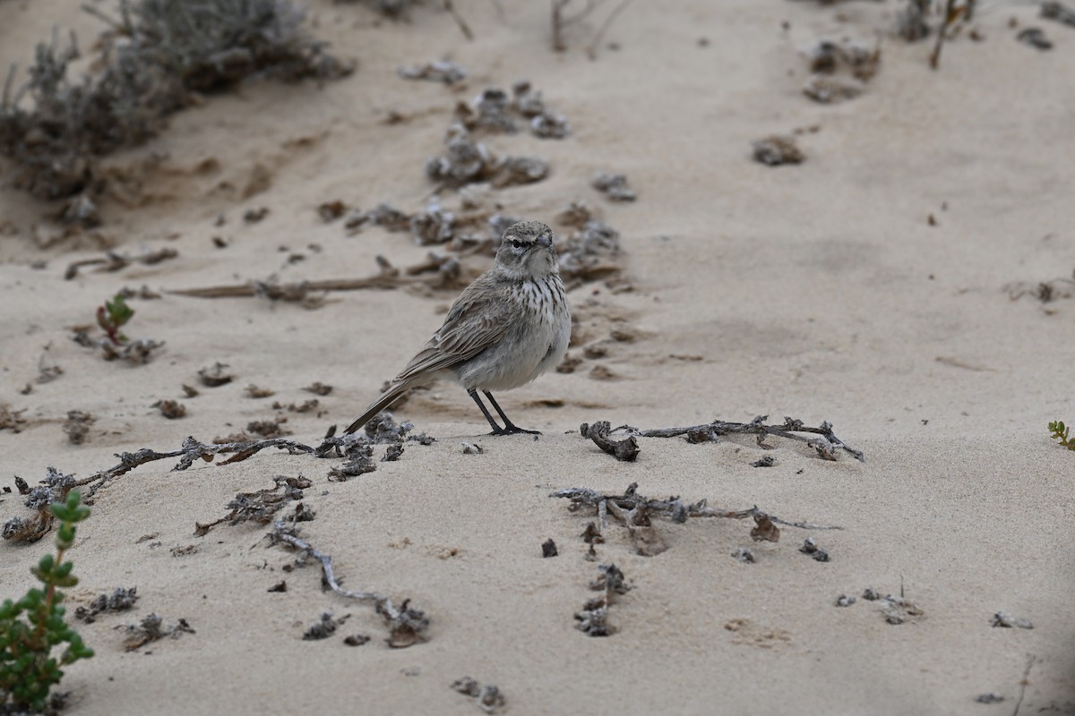 Dune Lark - ML640689359