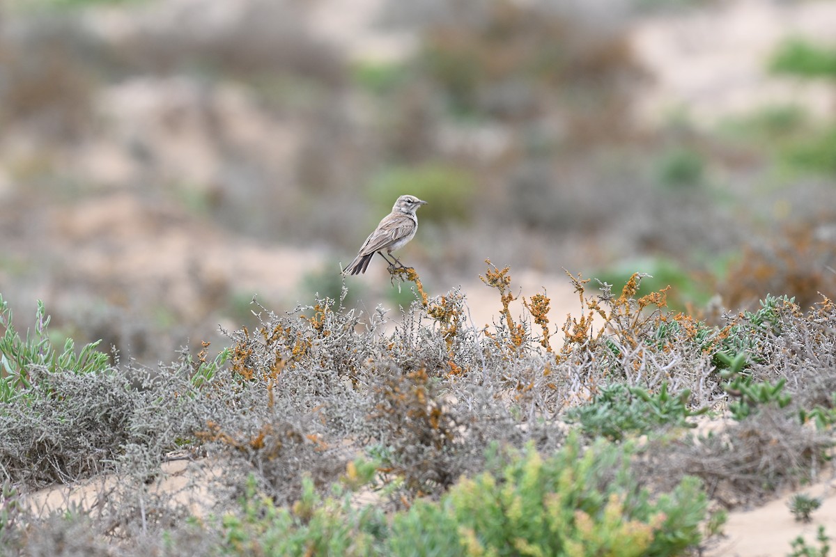 Dune Lark - ML640689361