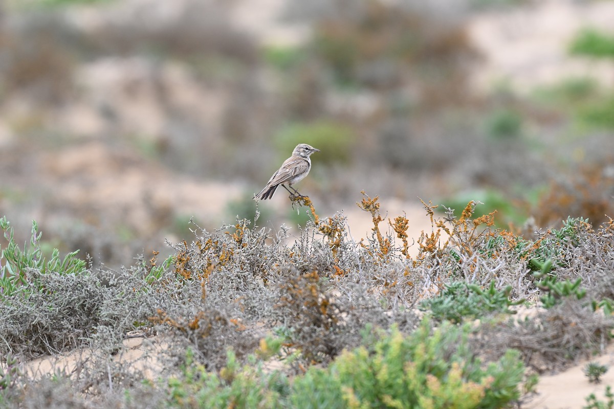 Dune Lark - ML640689362