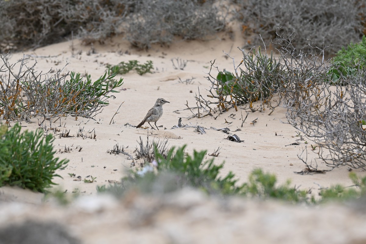 Dune Lark - ML640689363