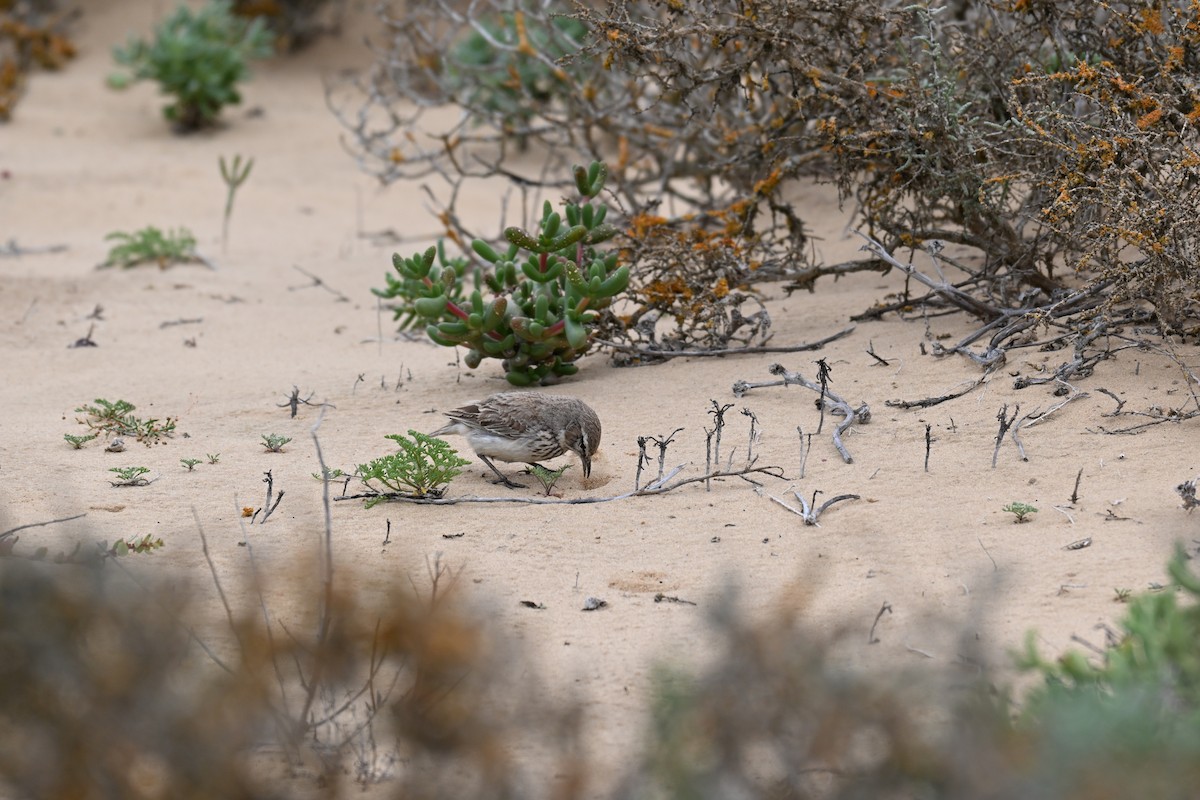 Dune Lark - ML640689364