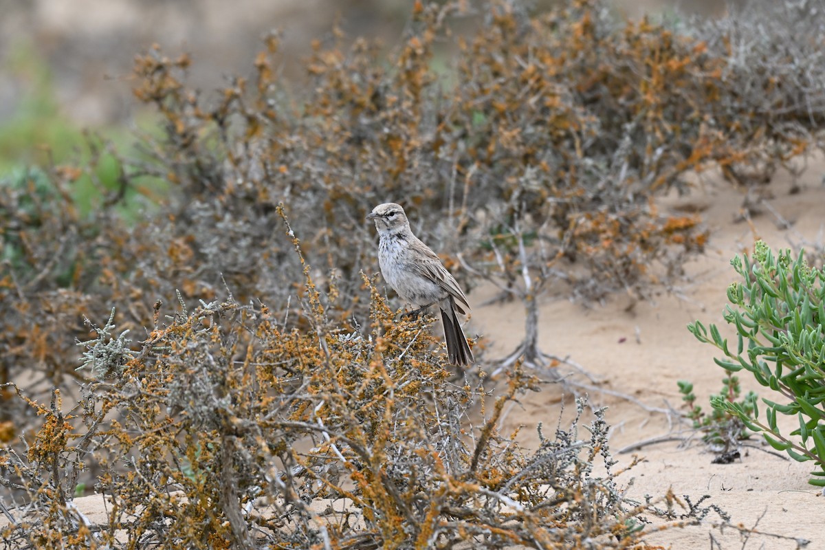 Dune Lark - ML640689365