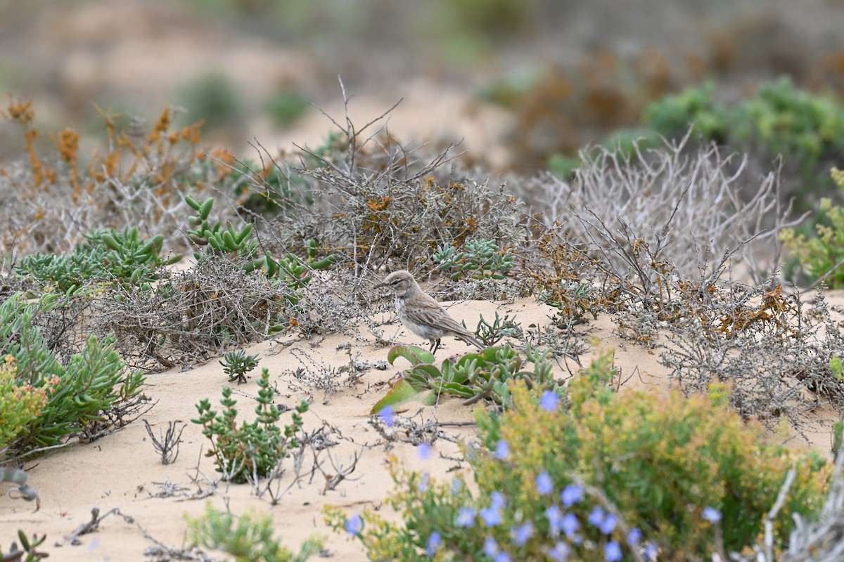 Dune Lark - ML640689366