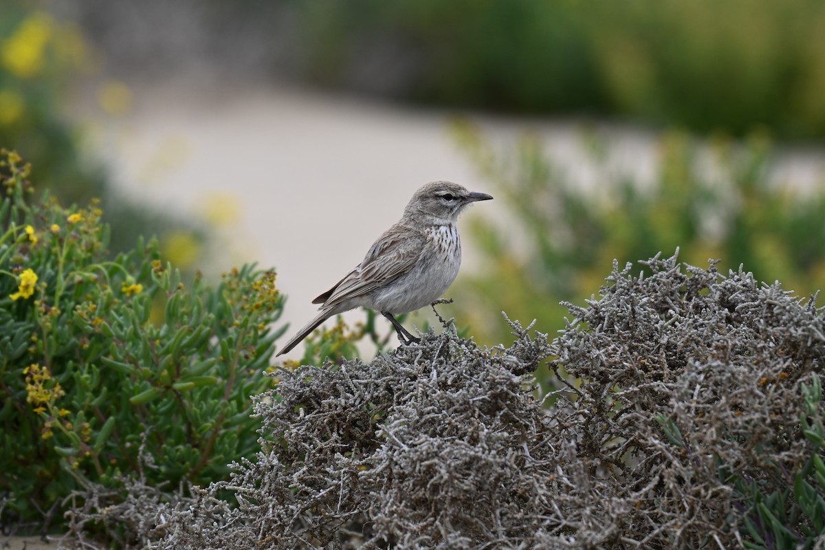 Dune Lark - ML640689367