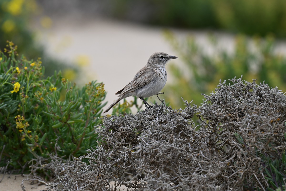 Dune Lark - ML640689368
