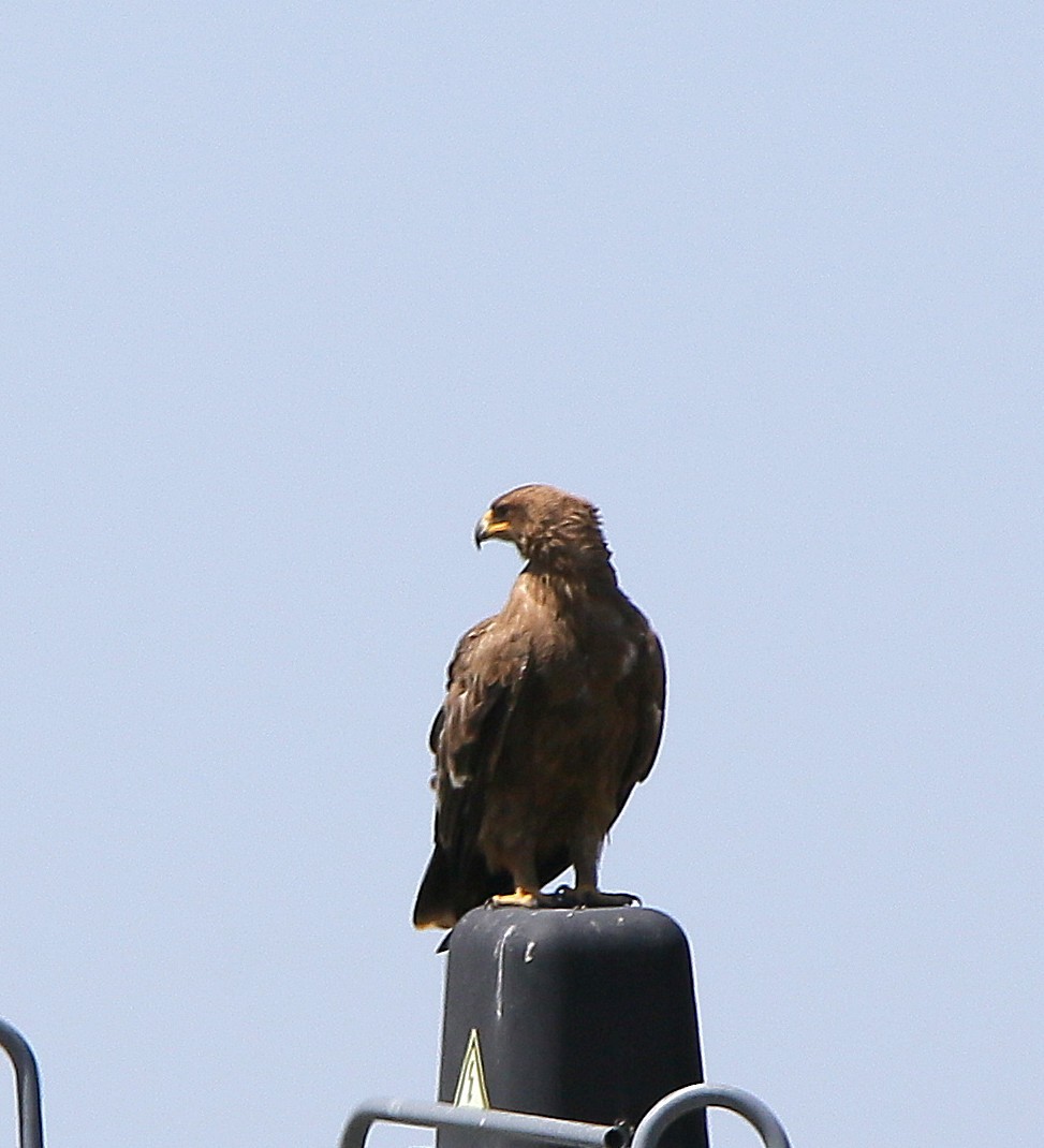 Steppe Eagle - ML640689433