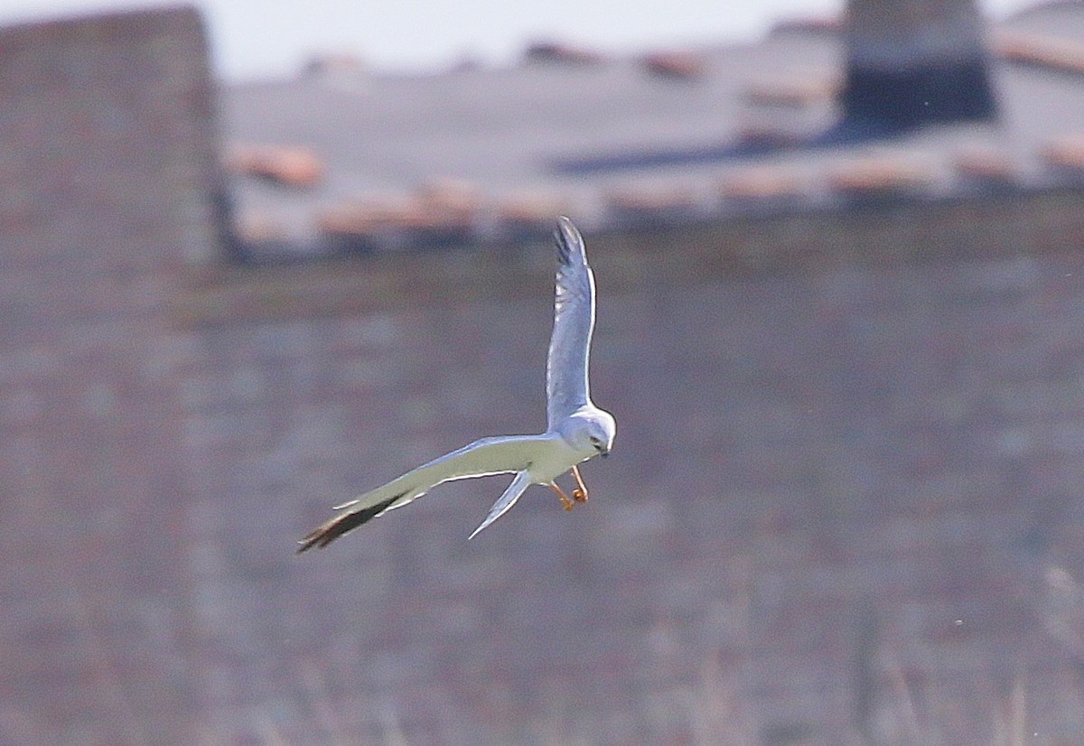 Pallid Harrier - ML640689452