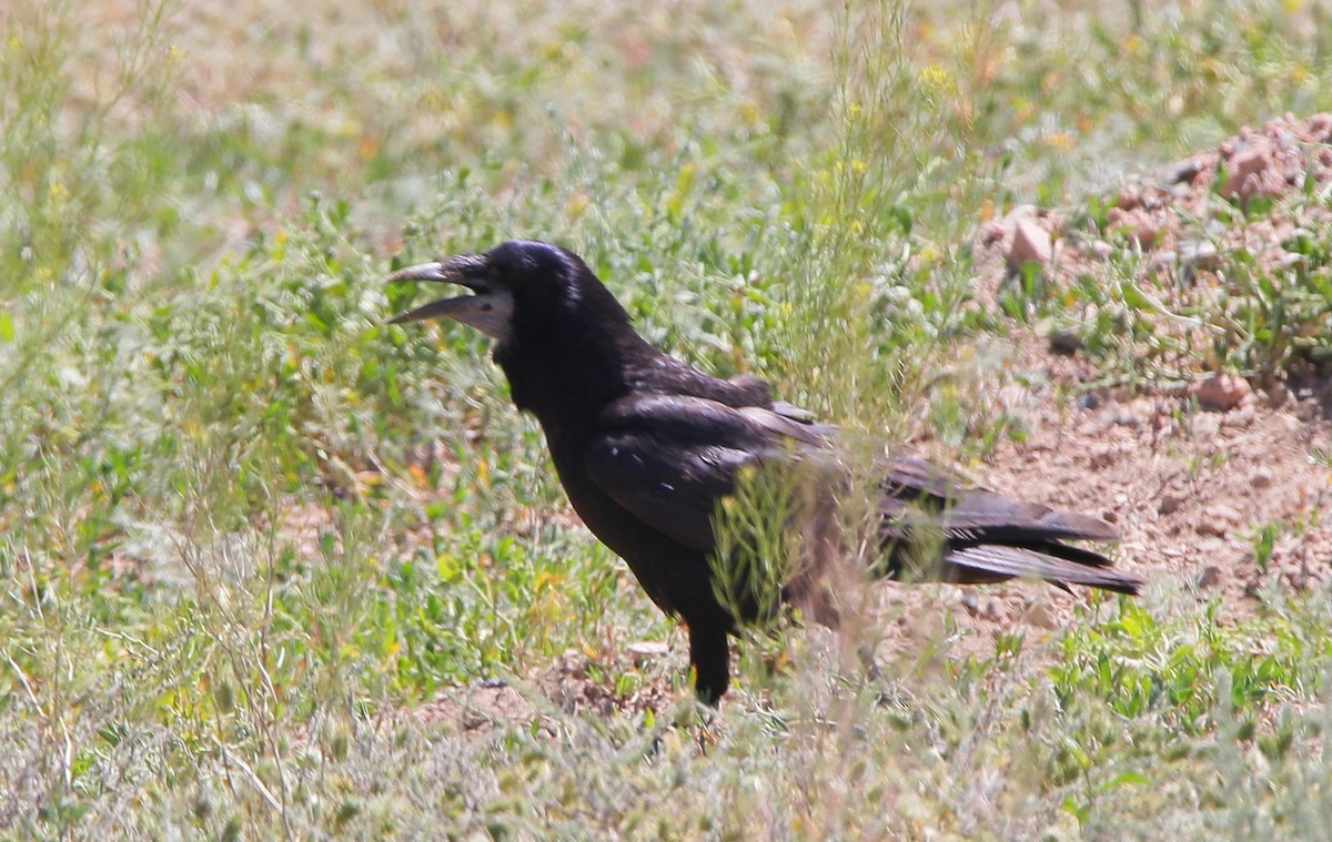 Rook - ML640689468