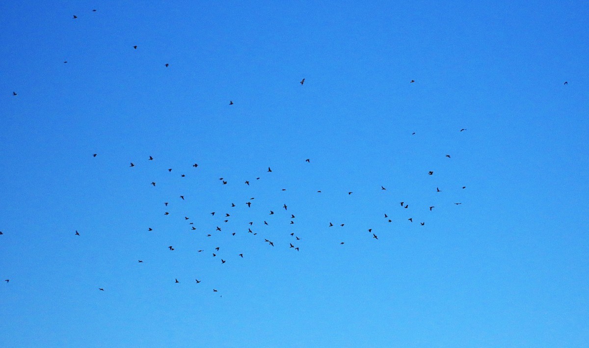 Bobolink - ML640689474