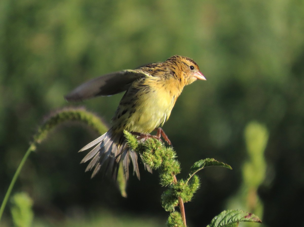 Bobolink - ML640689482