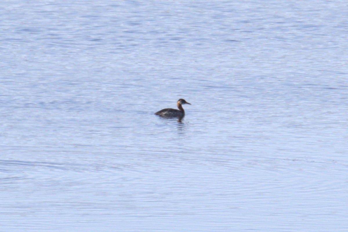 Red-necked Grebe - ML640689507