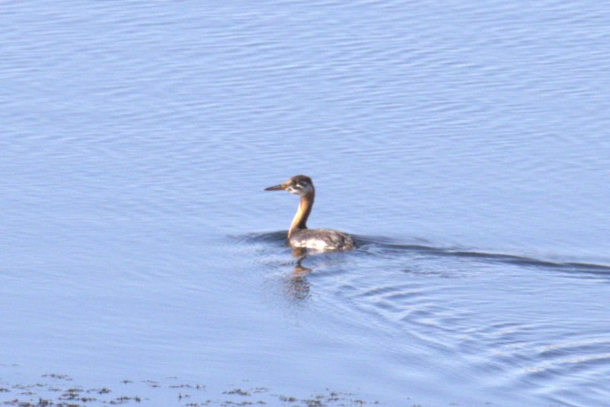 Red-necked Grebe - ML640689508