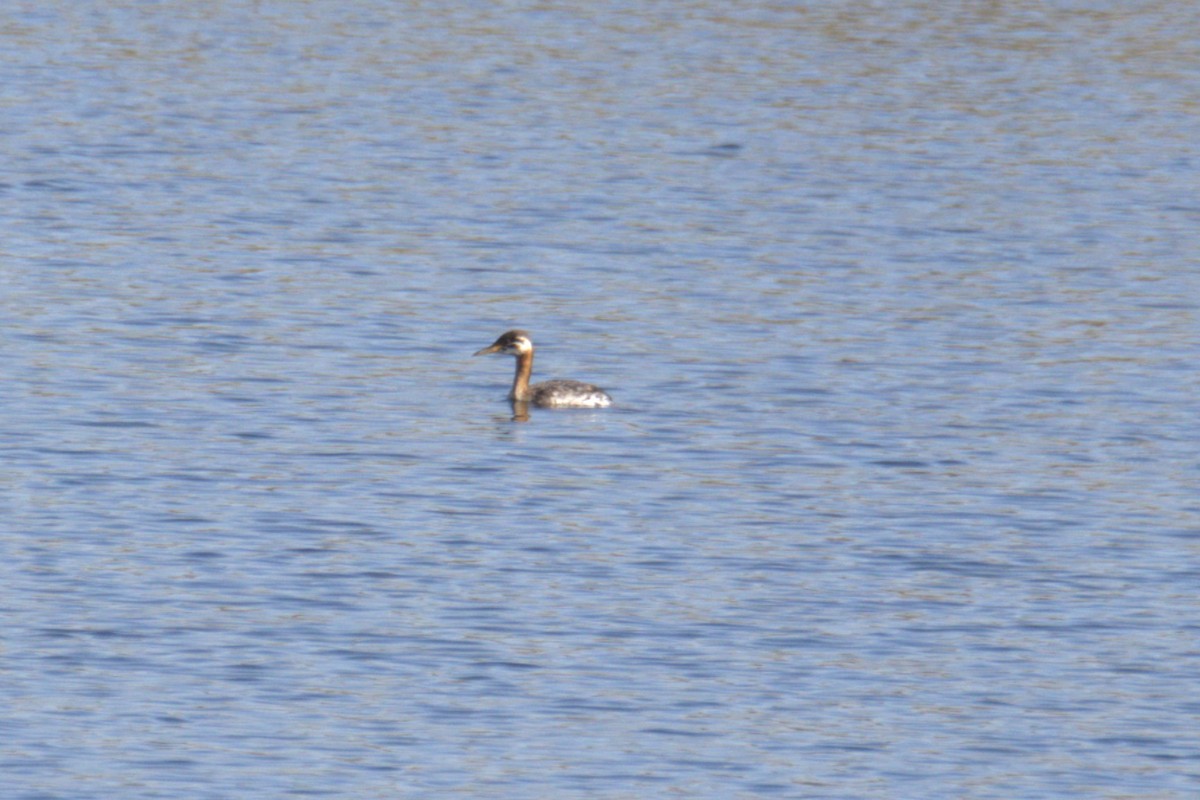 Red-necked Grebe - ML640689509