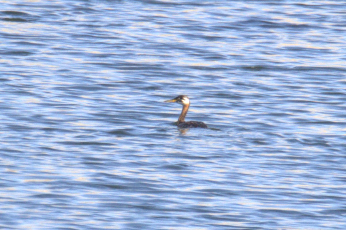 Red-necked Grebe - ML640689510