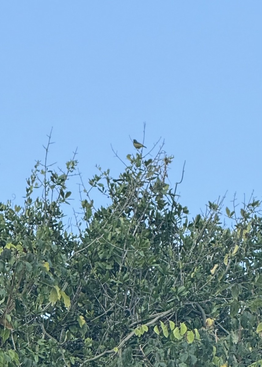 Collared Sunbird - ML640689544