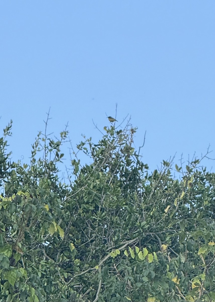 Collared Sunbird - ML640689545
