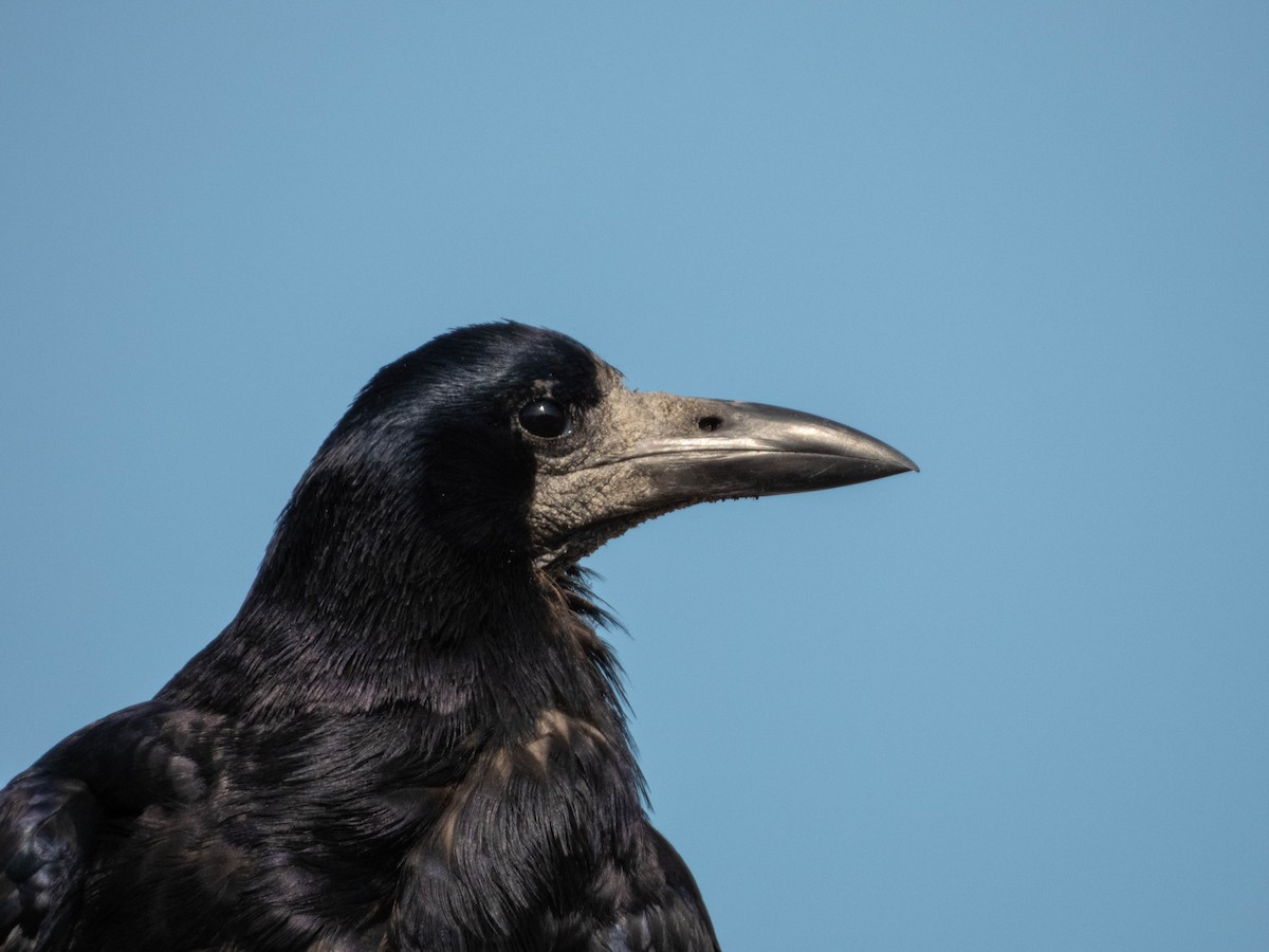Rook - ML640689572