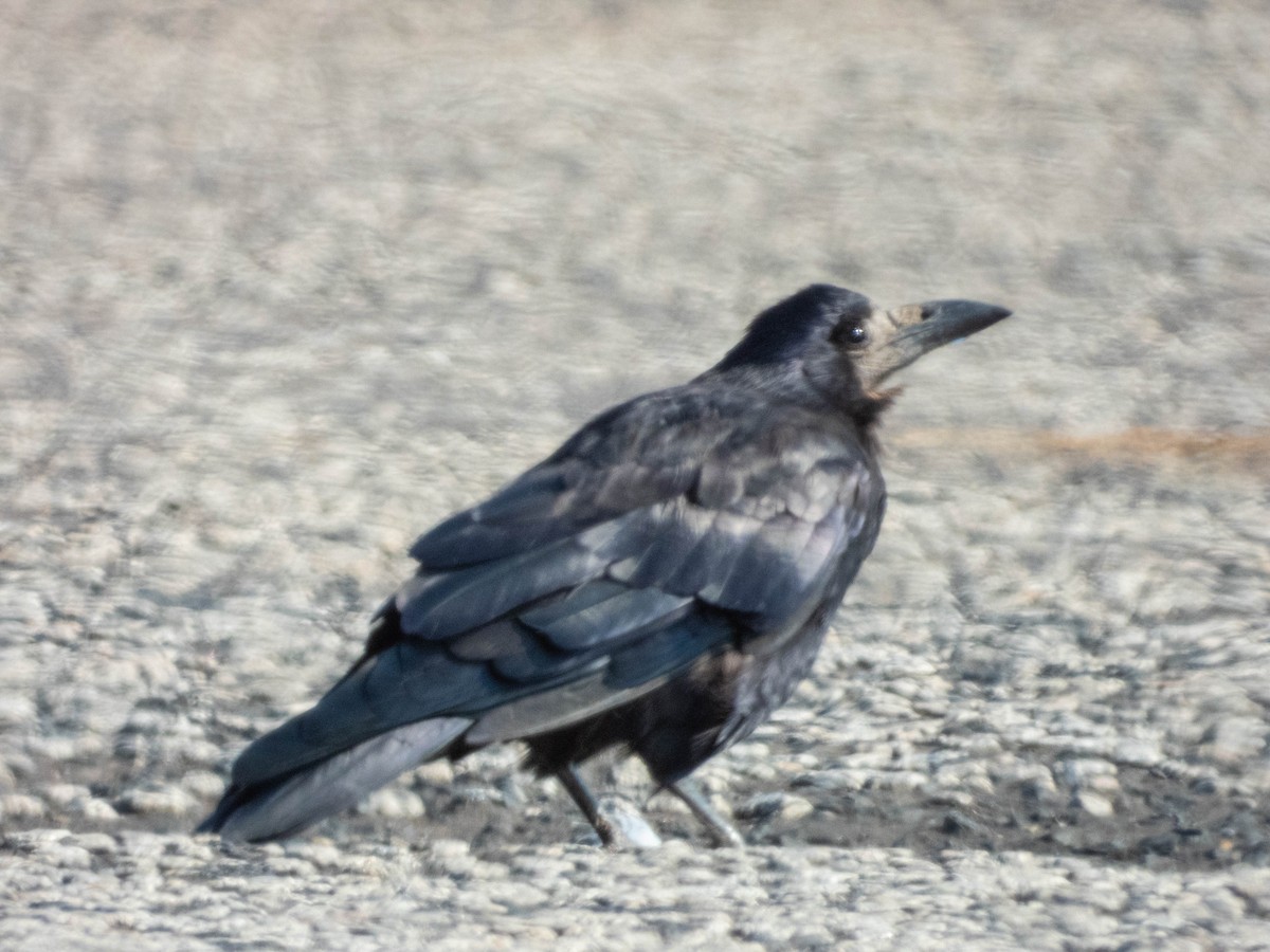 Rook - ML640689573