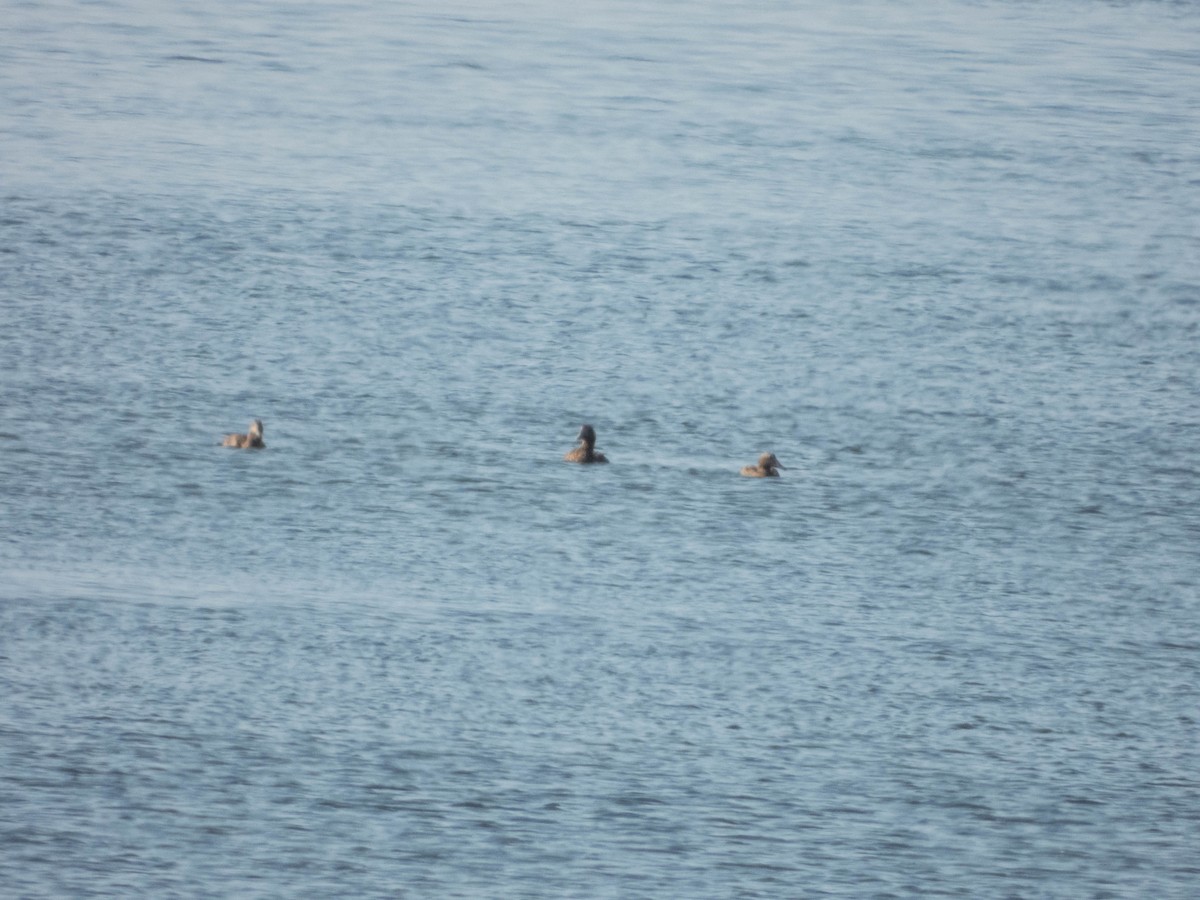 Common Eider (Eurasian) - ML640689601