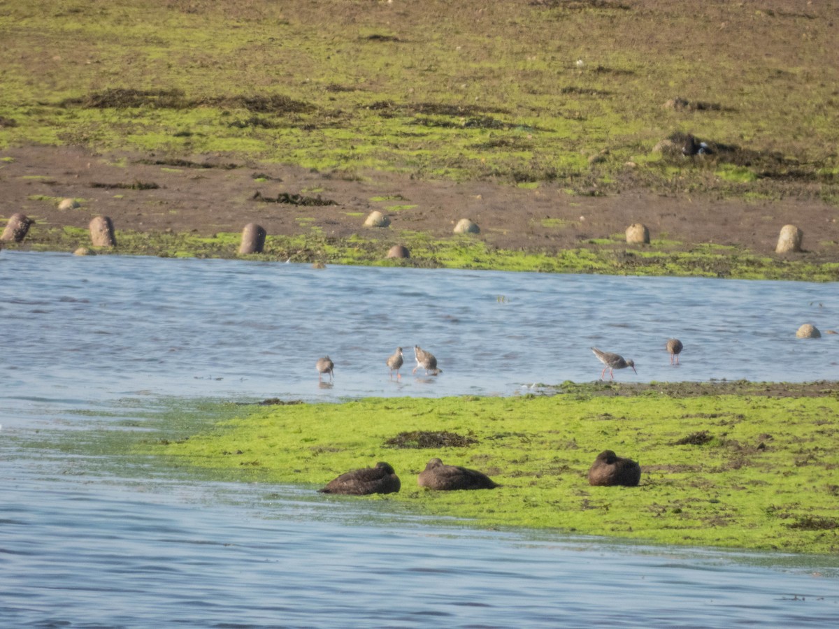 Common Eider (Eurasian) - ML640689602