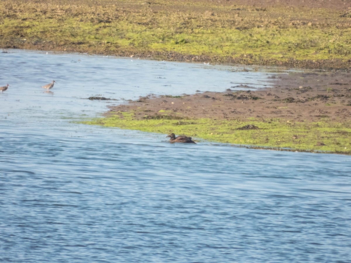 Common Eider (Eurasian) - ML640689603