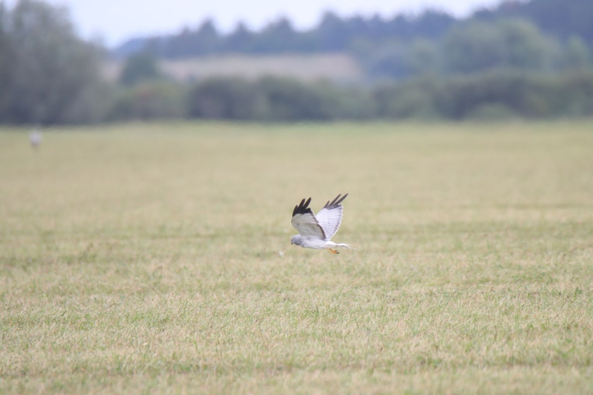 Hen Harrier - ML640689620