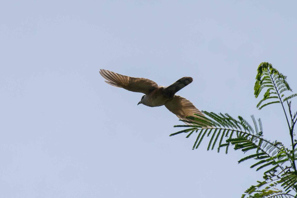 Mangrove Cuckoo - ML640689621