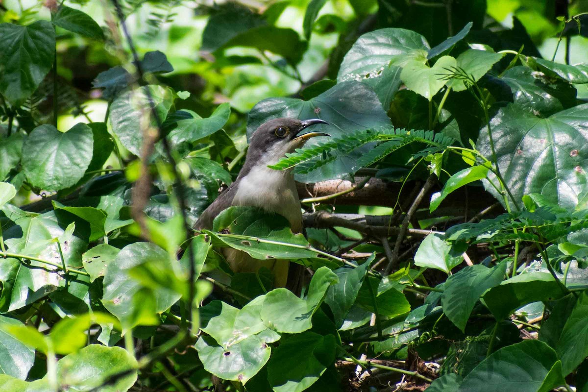 Mangrove Cuckoo - ML640689622