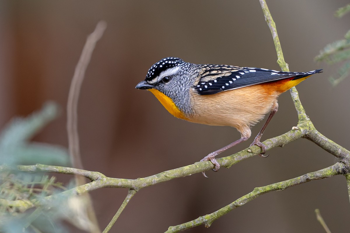 Spotted Pardalote - ML640689625