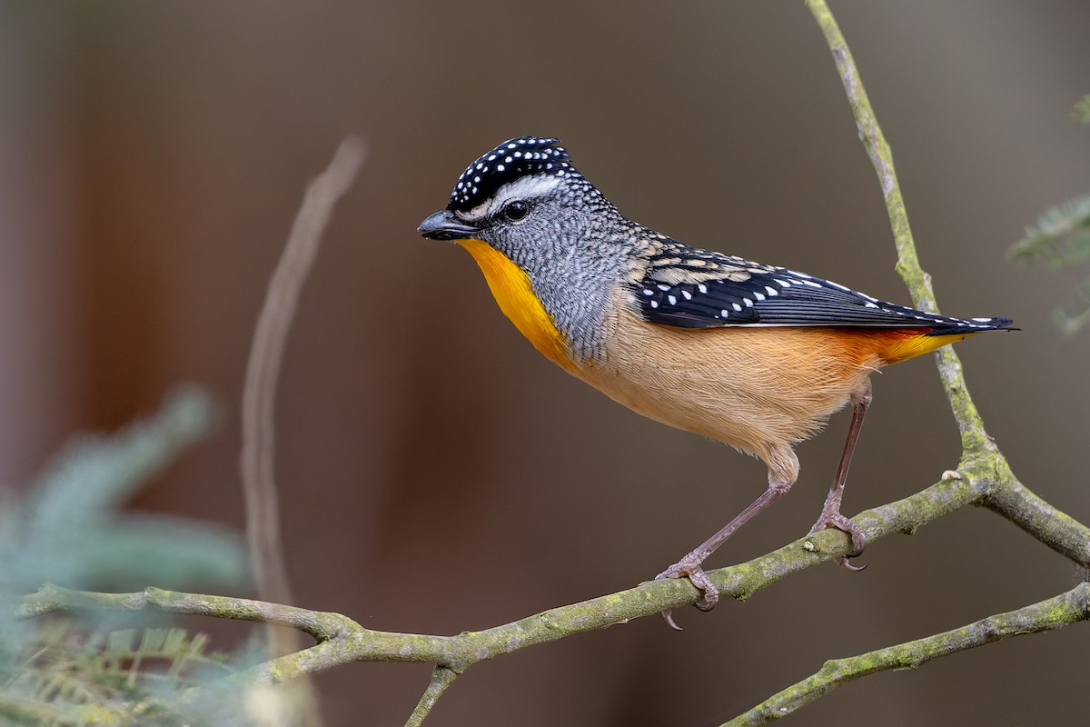 Spotted Pardalote - ML640689626